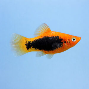 Xiphophorus maculatus red tuxedo