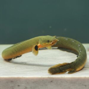 Erpetoichthys calabaricus