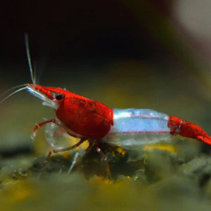 BLUE RED RILI