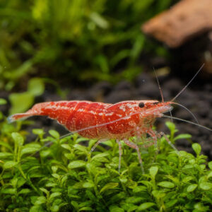 Neocaridina heteropoda Sakura Red