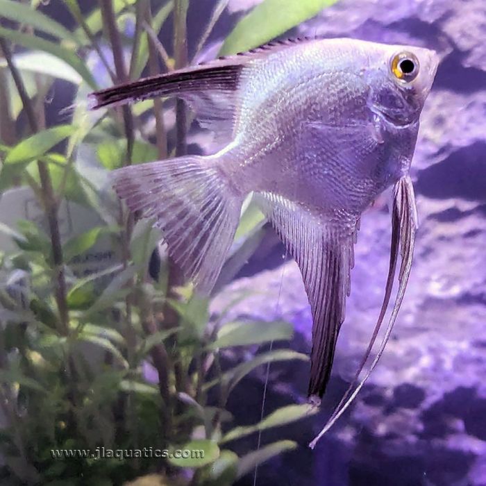 Pterophyllum scalare bulgarian seal points