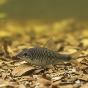 Crossocheilus reticulatus