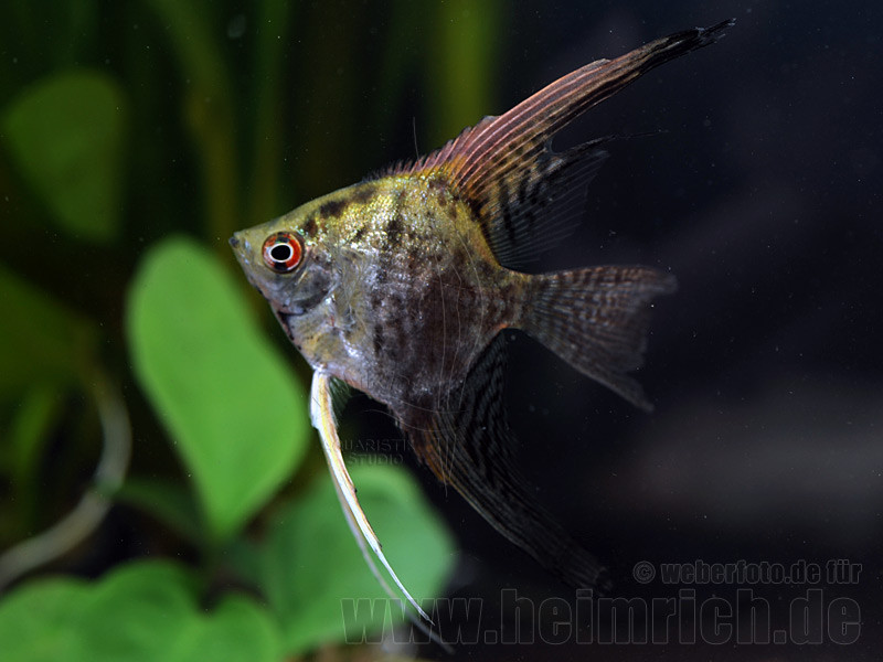Pterophyllum scalare jaguar l.f
