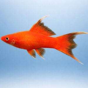 Xiphophorus helleri red lyra