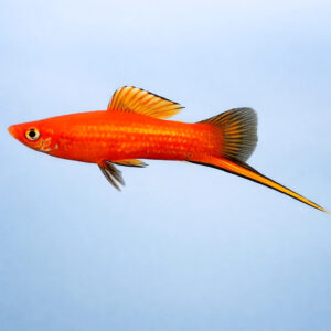 Xiphophorus helleri red