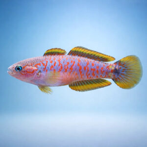 Tateurndina ocellicauda