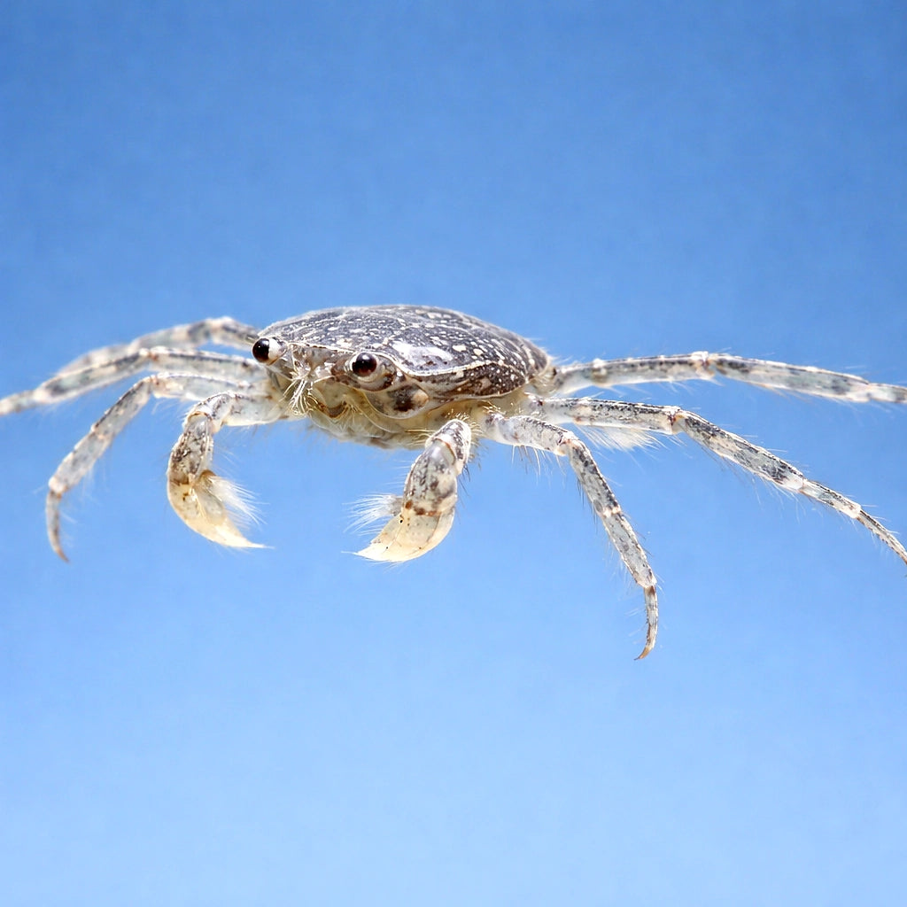 Limnopilos naiyanetri