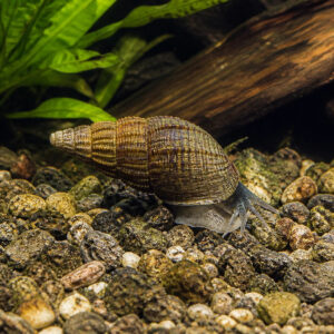 Mieniplotia scabra