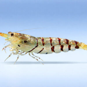 Caridina mariae "Tiger"