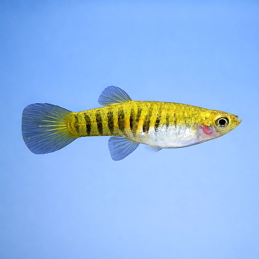 Neoheterandria elegans