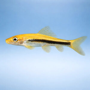 Gyrinocheilus aymonieri black gold