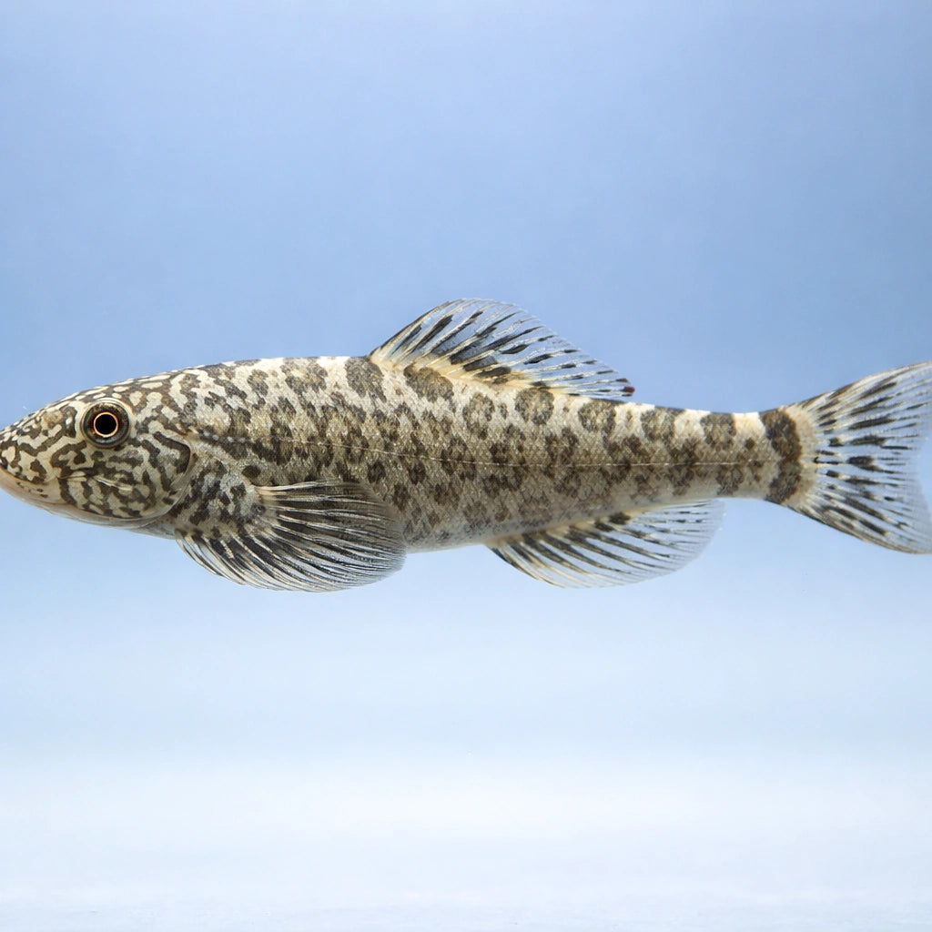 Sewellia lineolata
