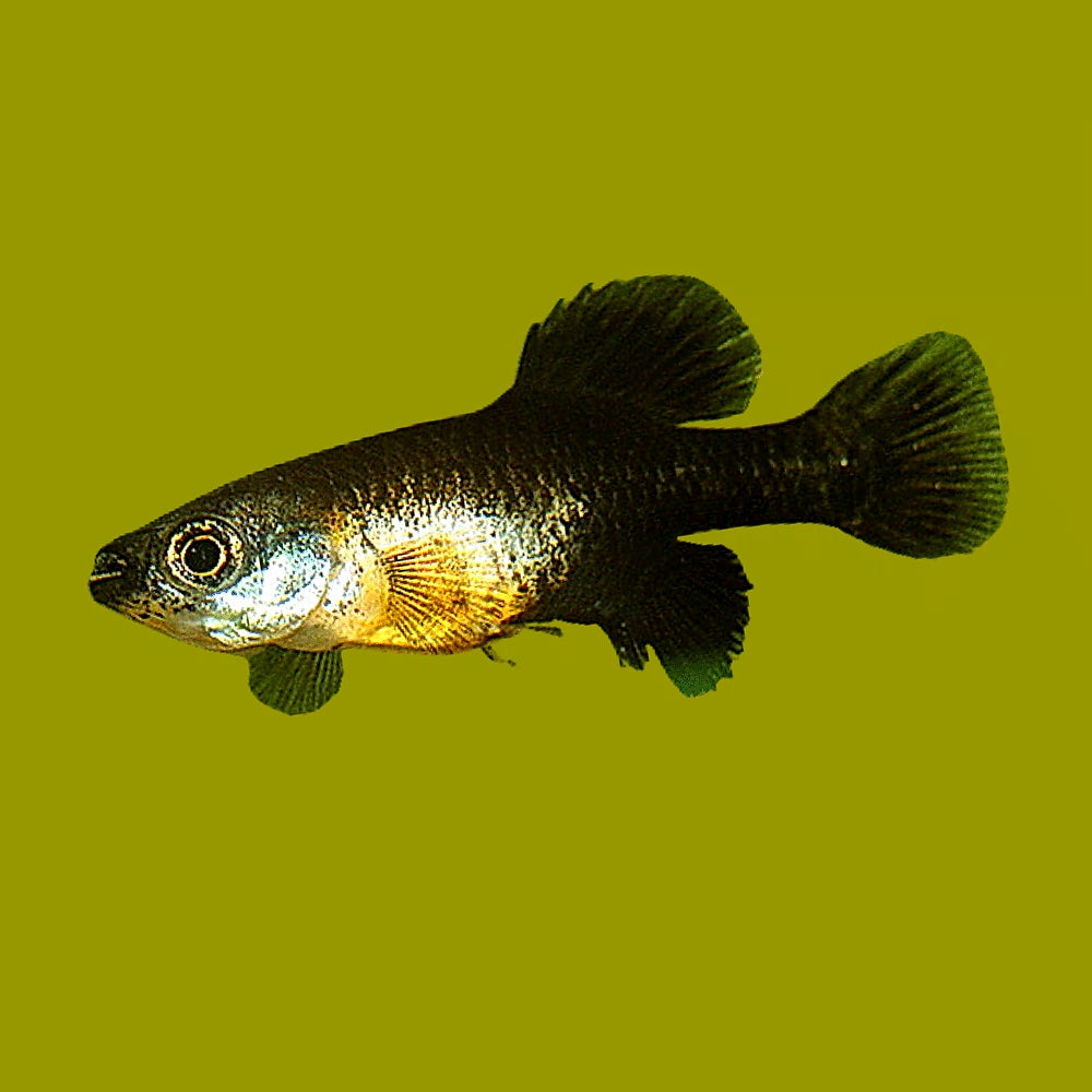 Neotoca bilienata
