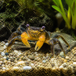 Geosesarma sp. "Vampire Yellow"