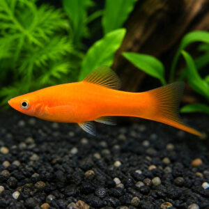 Xiphophorus helleri orange comet