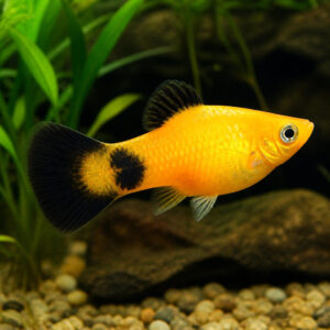 Xiphophorus maculatus golden mickey mouse