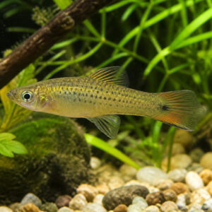 Xiphophorus pigmaeus