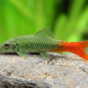 Garra redtail
