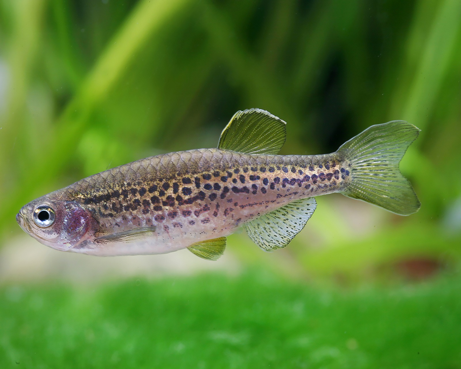 Brachydanio frankei