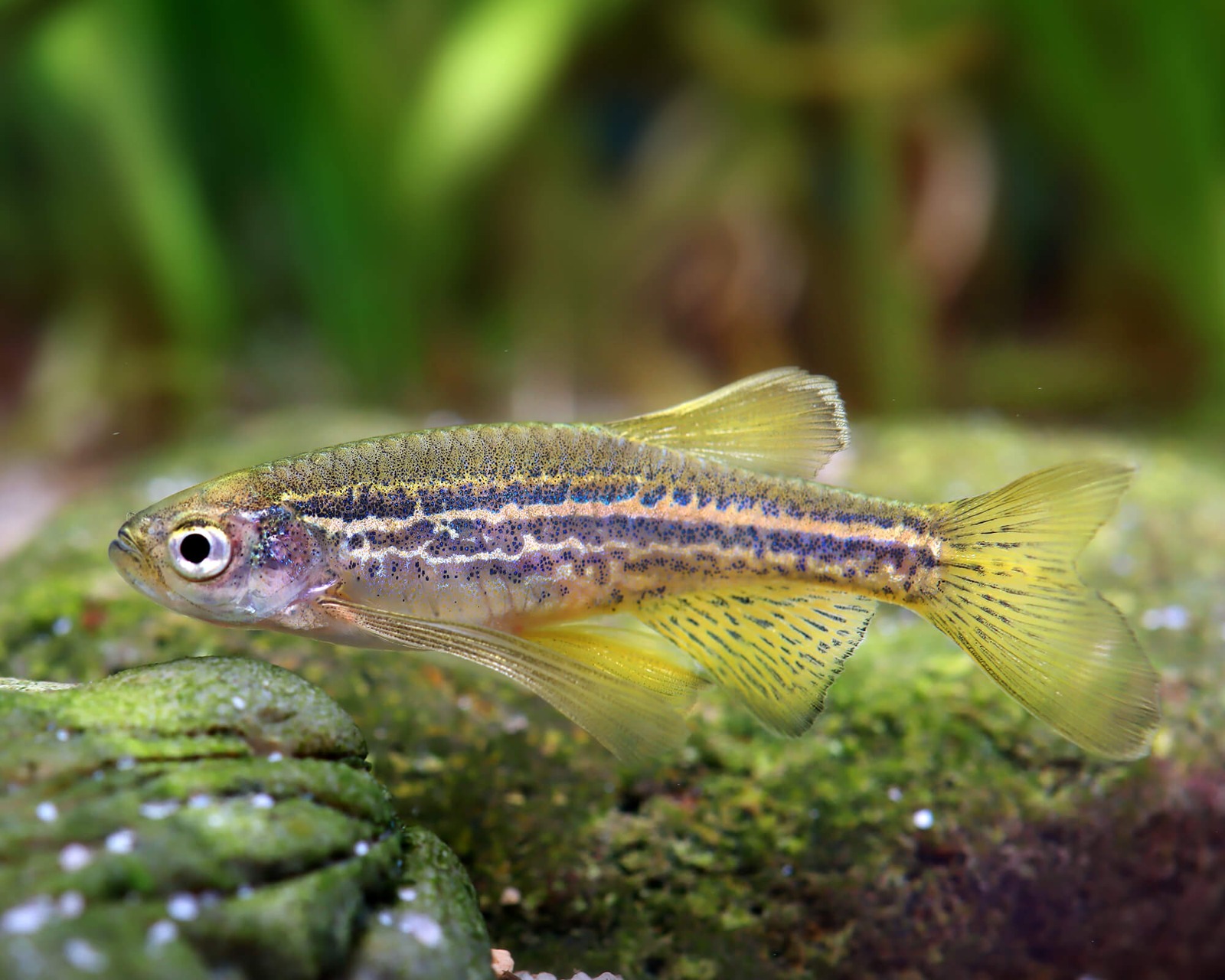 Brachydanio frankei long fin