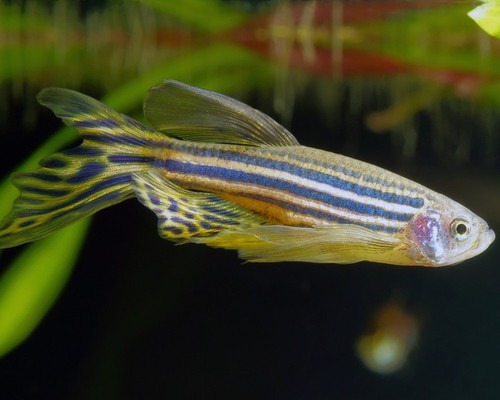 Danio rerio Long Fin