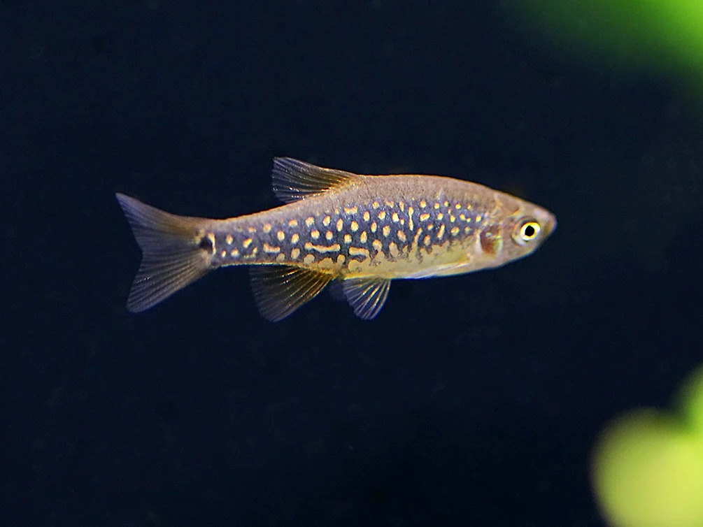 Danio margaritatus × Danio erythromicron hybrid