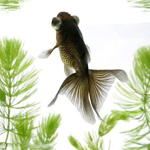 Carassius auratus l.f. black butterfly tail