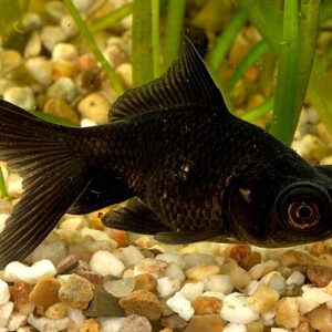 Carassius auratus l.f. black telescop