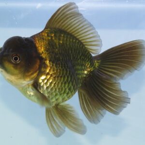 Carassius auratus l.f. oranda green