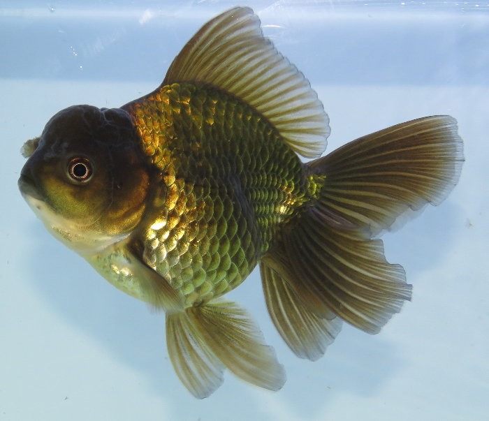 Carassius auratus l.f. oranda green