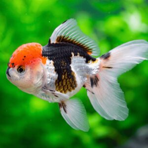 Carassius auratus l.f. panda tricolor