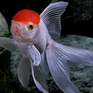 Carassius auratus l.f. red cap