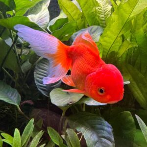 Carassius auratus l.f. red oranda