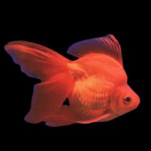 Carassius auratus l.f. red ryukin