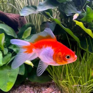 Carassius auratus l.f. red white