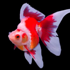 Carassius auratus l.f. red white ryukin