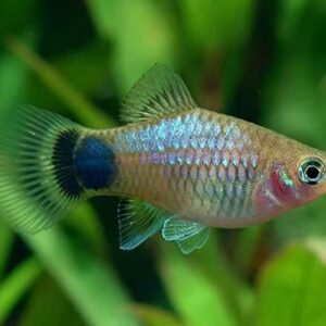 Xiphophorus maculatus blue mickey mouse