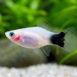 Xiphophorus maculatus mickey mouse