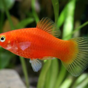 Xiphophorus maculatus red