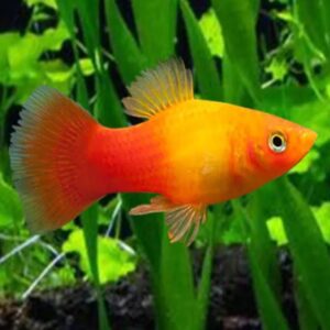 Xiphophorus maculatus sun set