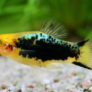 Xiphophorus maculatus yellow tuxedo