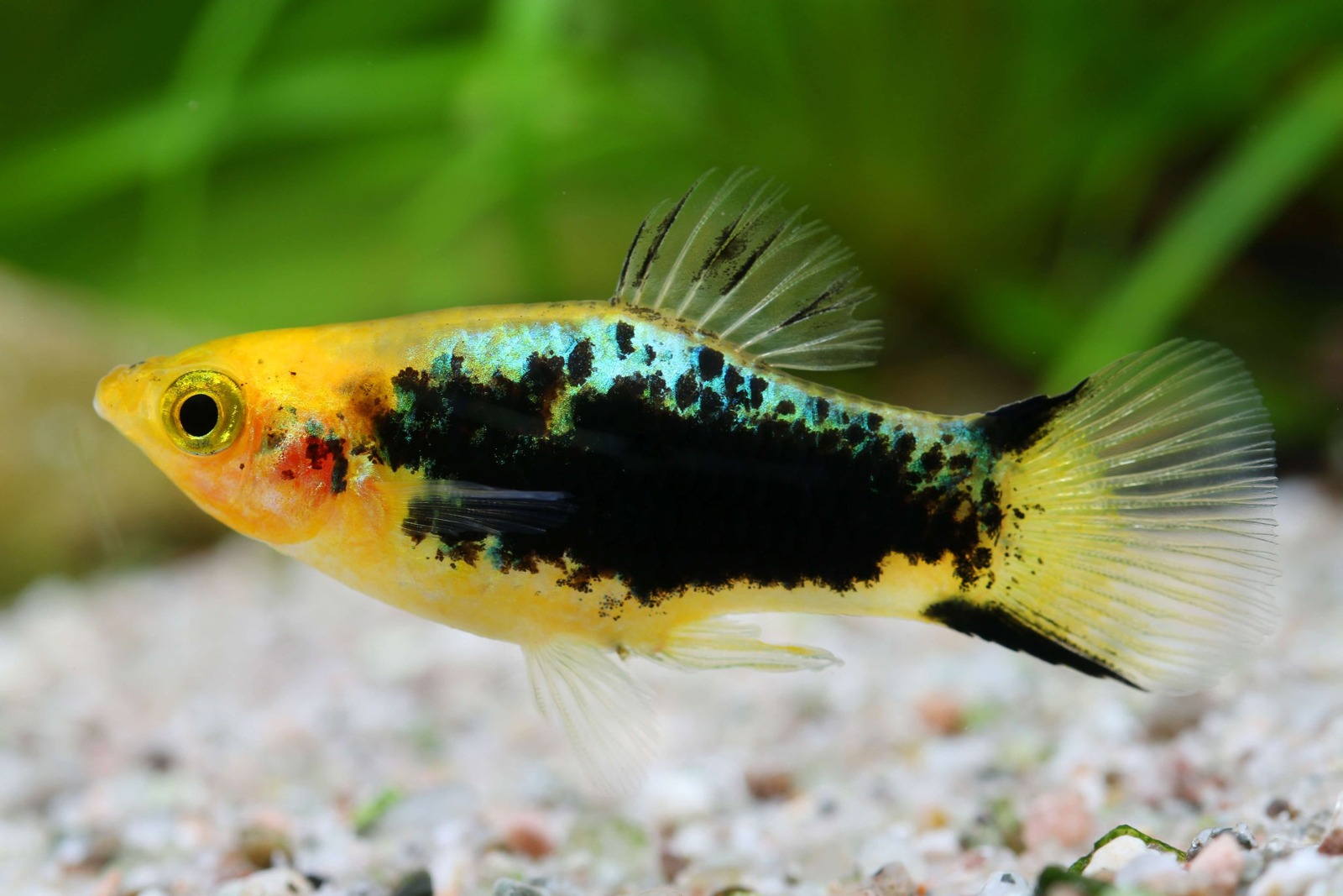 Xiphophorus maculatus yellow tuxedo