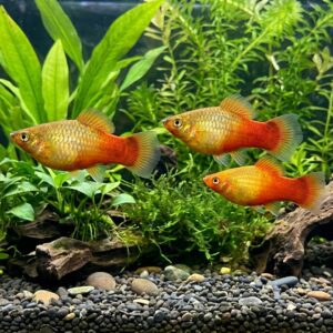 Xiphophorus variatus sunset