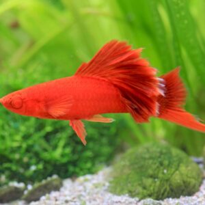 Xiphophorus helleri Wien Broccoli