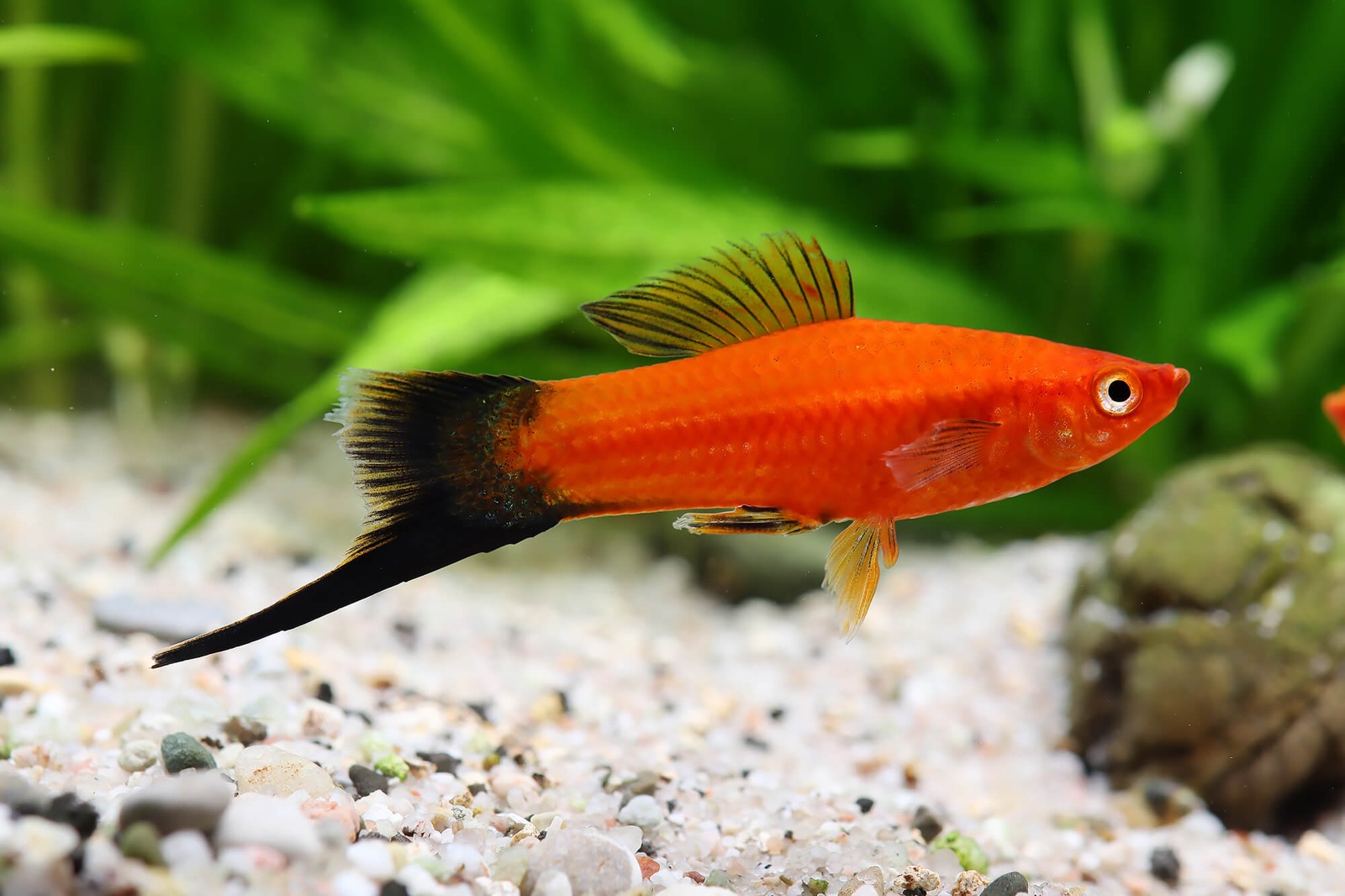 Xiphophorus helleri red wagteil