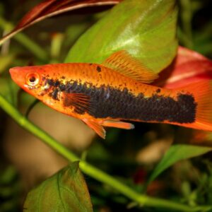 Xiphophorus helleri tuxedo pineaple
