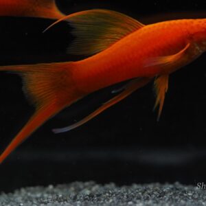 Xiphophorus helleri wien
