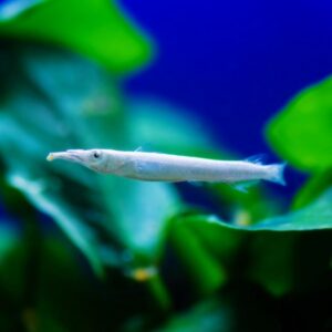 Dermogenys pusillus white
