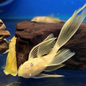 Ancistrus lemon long fin l144 blue eye