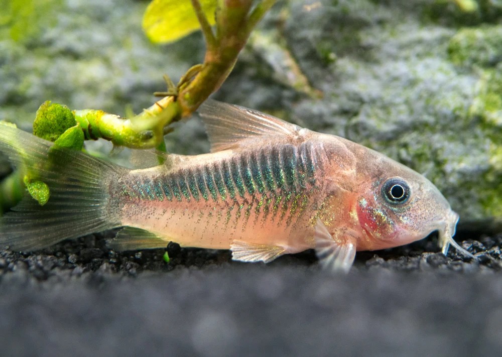 Corydoras rabauti